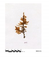 藏品(臺灣擬扭葉苔)的圖片